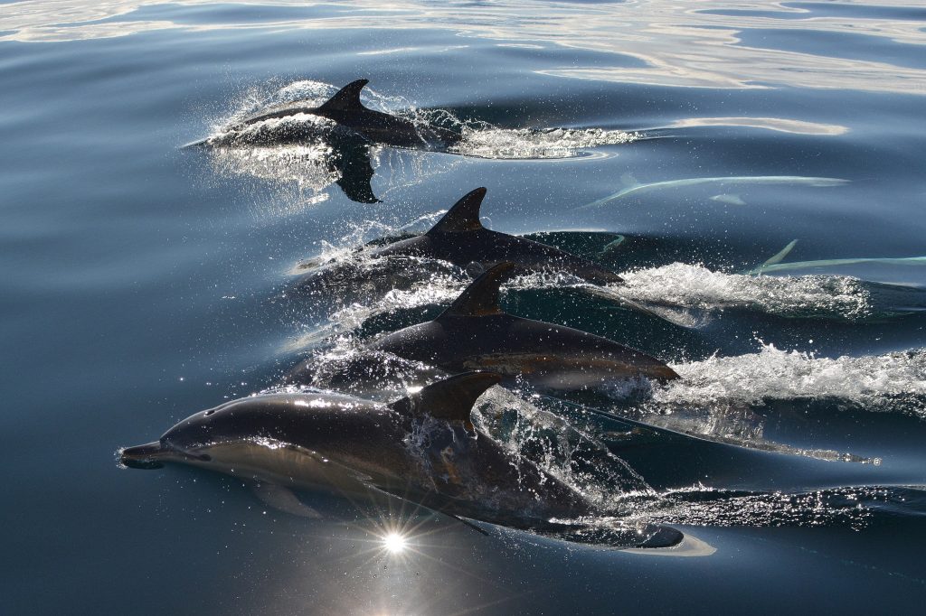 John Burke's winning image, Dolphins. 