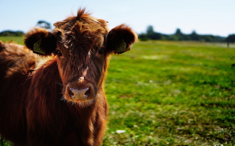 Frictionless trade with EU essential for livestock sector